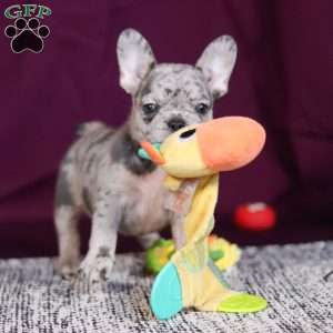 Allie, French Bulldog Puppy